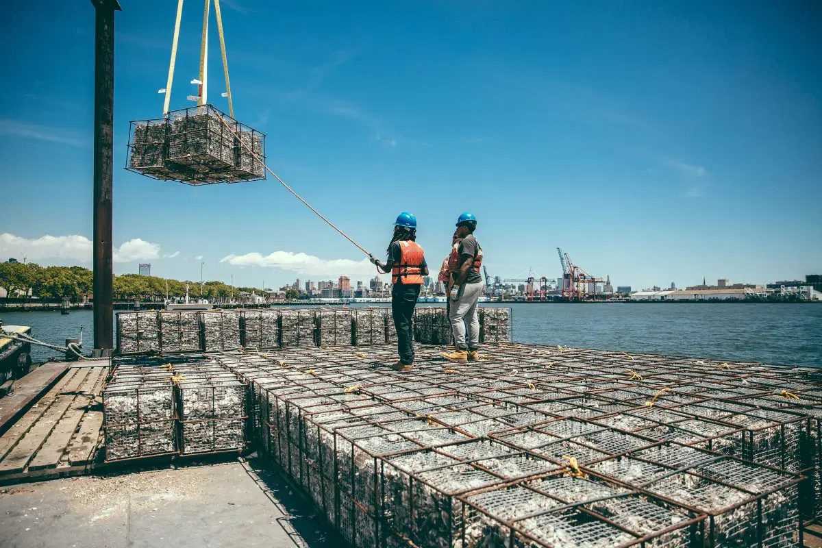 People restore the New York Harbor, with Billion Oyster Project